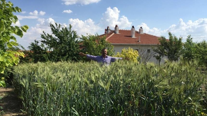 İskilip&ccedil;i &ccedil;ift&ccedil;ilere siyez tohumu dağıtıldı