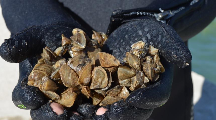 Aydınlar beldesinin i&ccedil;me suyu, zebra midye tehdidi altında