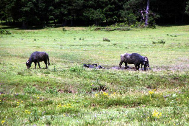Doğa harikası At Yaylası na demir kapılı &ouml;nlem 2