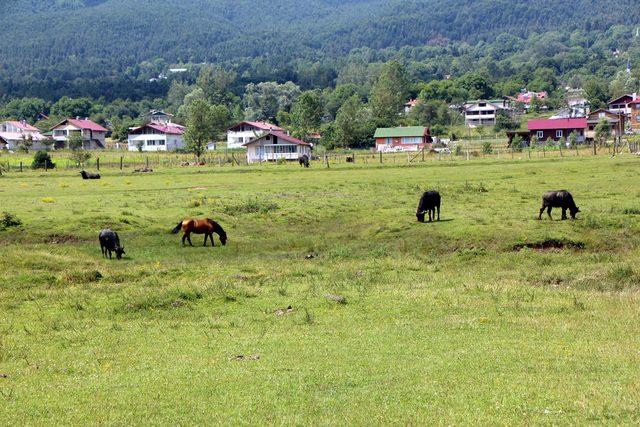 Doğa harikası At Yaylası na demir kapılı &ouml;nlem 3