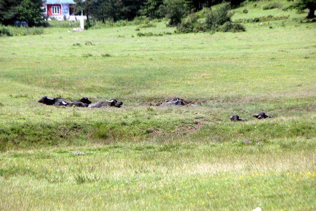 Doğa harikası At Yaylası na demir kapılı &ouml;nlem 4