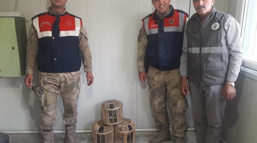 Kaçak avlanmış 3 kınalı keklik ele geçirildi