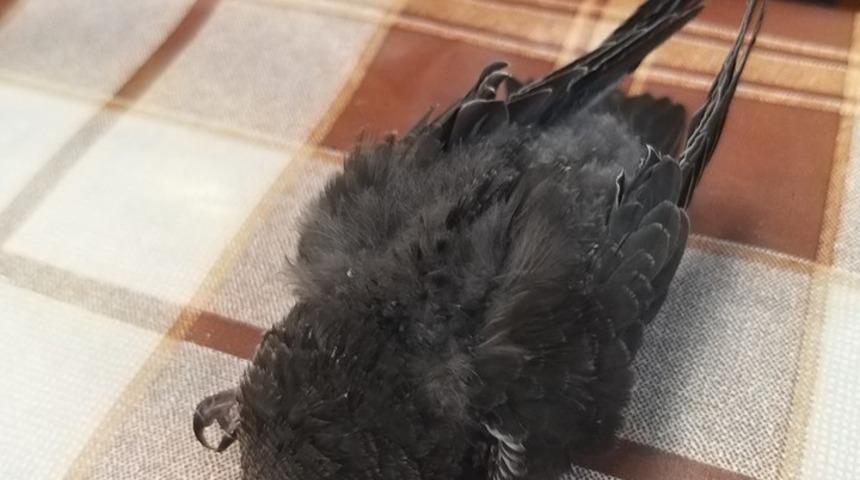 Sosyal medya hesabından &ccedil;ağrıda bulundu, yavru Ebalil kuşu tedavi altına alındı