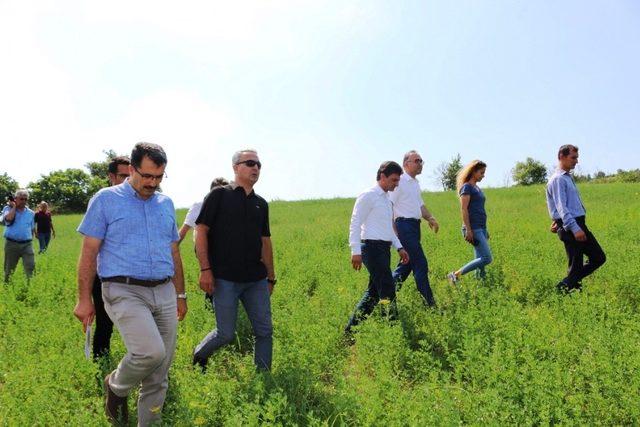 Türk tarımına yeni buğday türleri kazandırılacak