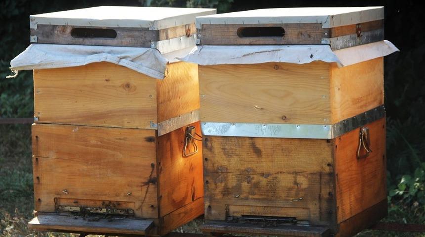 Organik arıcılık Yalova’da gelişiyor