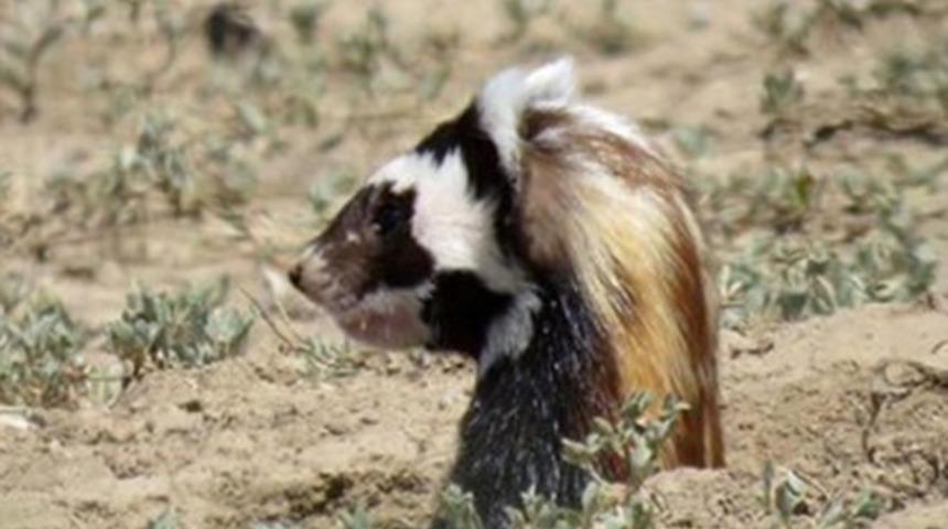 Nesli tehlikede olan alaca sansar ailesi kameralara takıldı