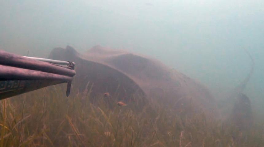 Çanakkale Boğazı'nda devasa vatoz görüntülendi! 