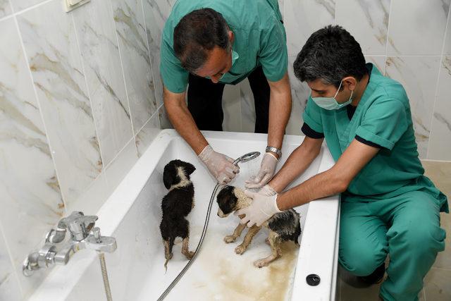 Su kanalına düşen yavru köpekler kurtarıldı