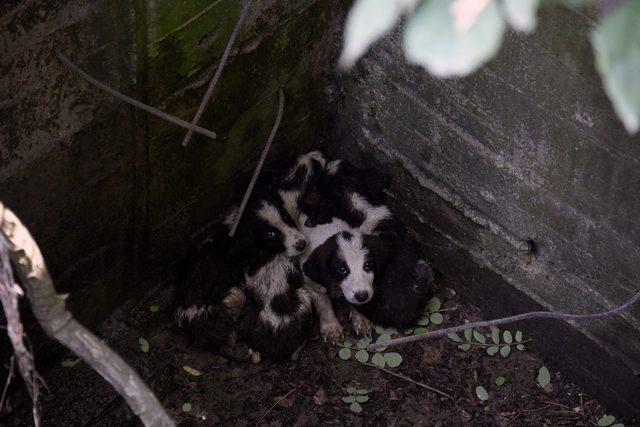 Kuyuya düşen köpek yavrularını beledi ekipleri kurtardı