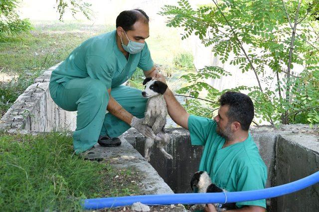 Kuyuya düşen köpek yavrularını beledi ekipleri kurtardı