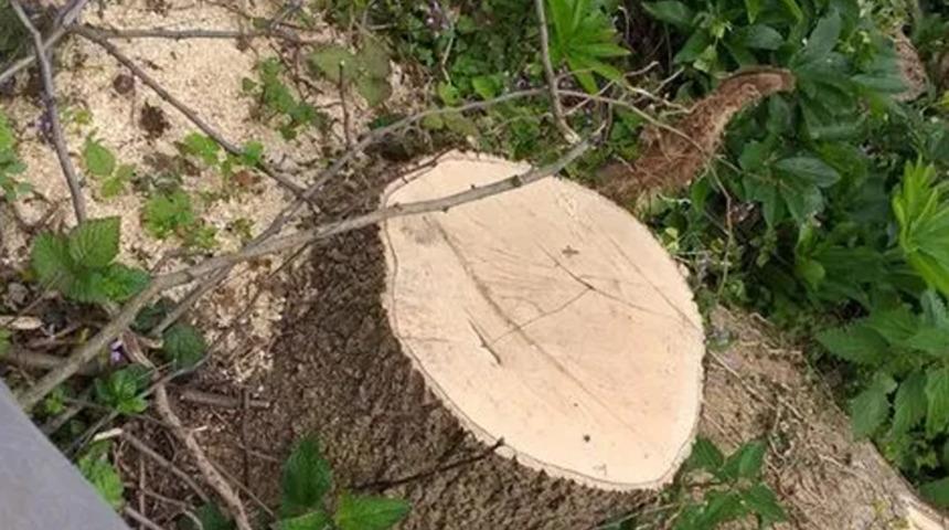 Kartal Belediyesi'nden ağaçların kesildiği iddiasına ilişkin açıklama