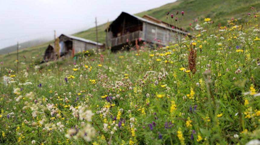 Kilosu bin liradan satılıyor! Öncelik onlarda...