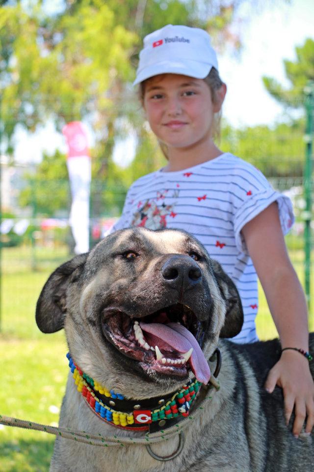 Samsun'da 'köpek güzellik yarışması' düzenlendi