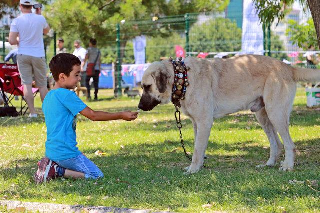 Samsun'da 'köpek güzellik yarışması' düzenlendi