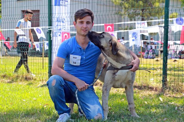 Samsun'da 'köpek güzellik yarışması' düzenlendi