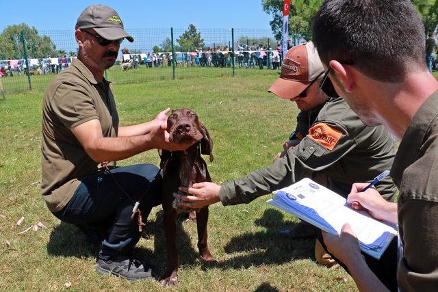 Samsun'da 'köpek güzellik yarışması' düzenlendi