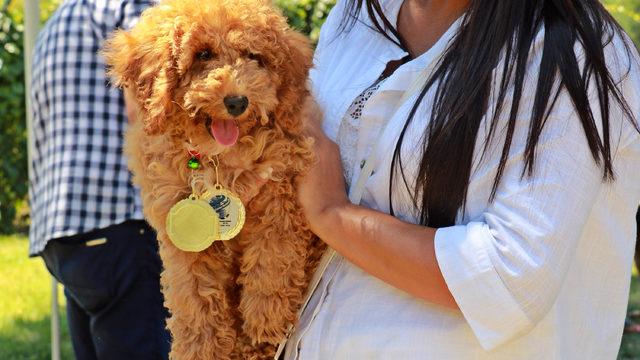 Samsun'da 'köpek güzellik yarışması' düzenlendi