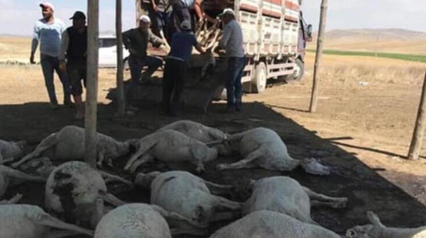 Ankara Polatlı'daki hayvan ölümlerinin nedeni belli oldu