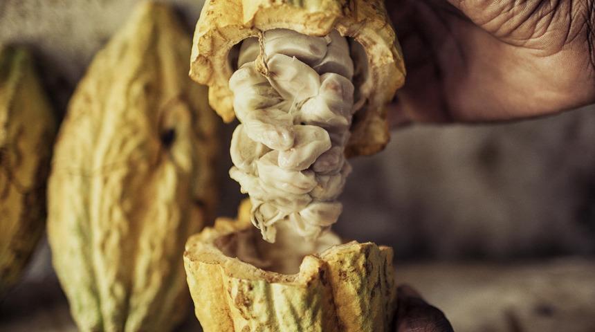 Hep zararlı bildik ama çikolata faydalarıyla şaşırtıyor