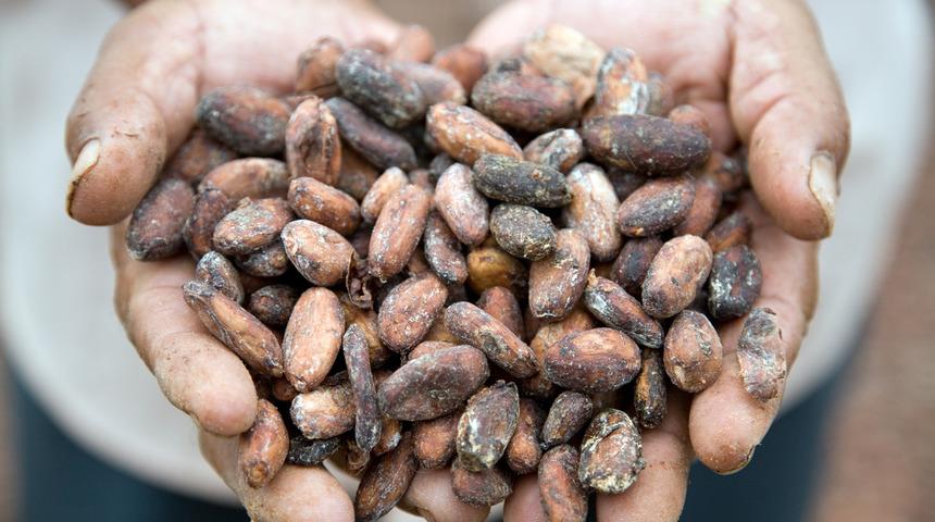 &Ccedil;ikolata hakkında daha &ouml;nce bilmediğiniz 8 bilgi