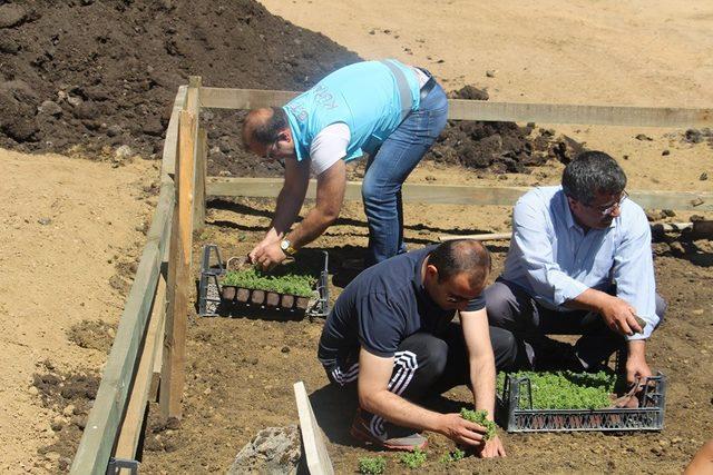 Kaymakam, şehitlik bakım çalışmalarında iş makinası kullandı ve peyzaj çalışmasına katıldı