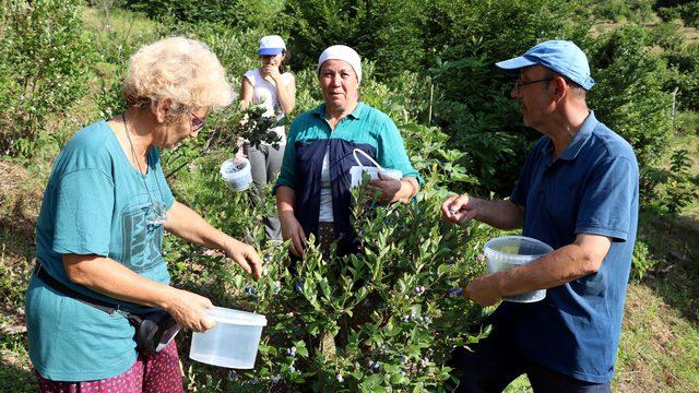 Mavi yemiş yetiştiren emekli doktor, siparişlere yetişemiyor