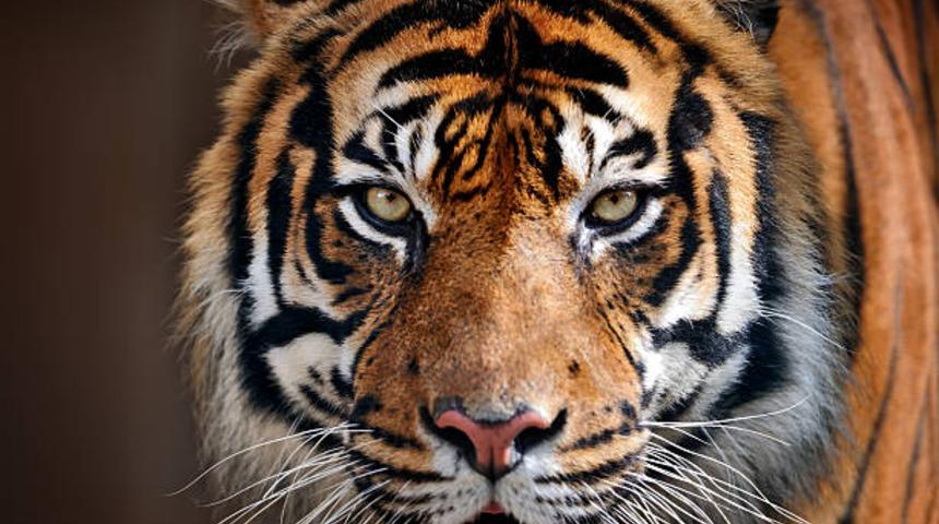  Korkunç! 4 kaplan bakıcılarını parçaladı