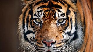  Korkunç! 4 kaplan bakıcılarını parçaladı