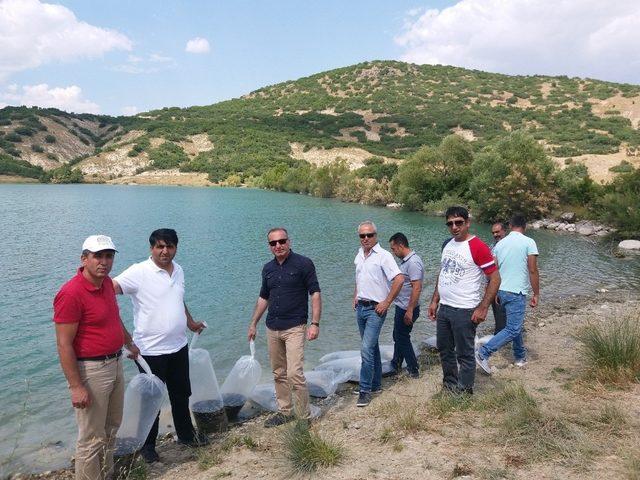 Tunceli’de gölete 50 bin pullu sazan yavrusu bırakıldı