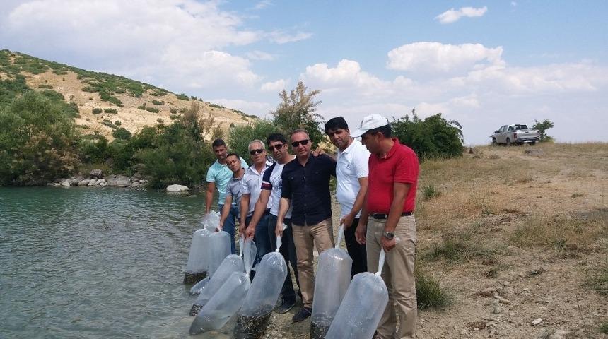 Tunceli’de gölete 50 bin pullu sazan yavrusu bırakıldı