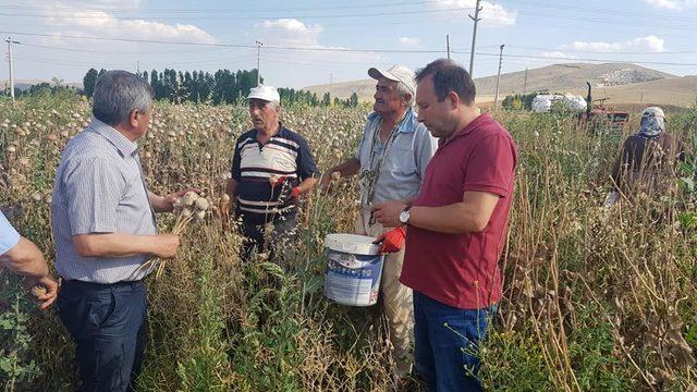 Altıntaş’ta haşhaş bereketi