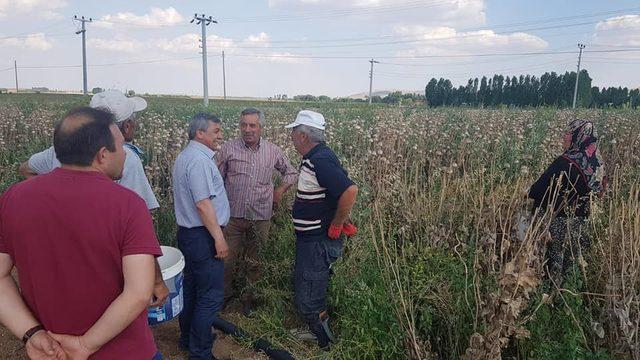 Altıntaş’ta haşhaş bereketi