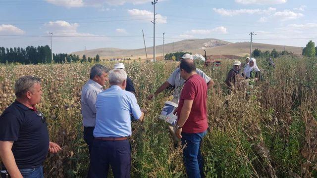 Altıntaş’ta haşhaş bereketi