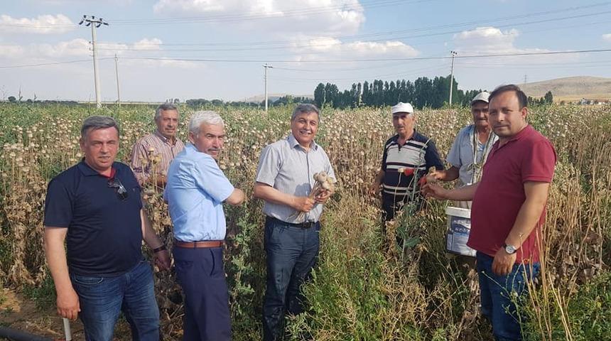 Altıntaş&rsquo;ta haşhaş bereketi