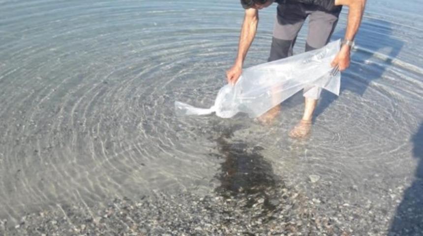 Bitlis’te 50 bin sazan yavrusu tatlı su ile buluştu