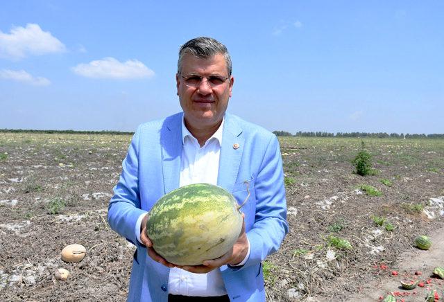 Barut: Adana'da karpuz tarlada kaldı