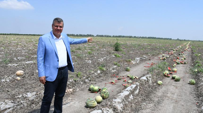 Barut: Adana'da karpuz tarlada kaldı