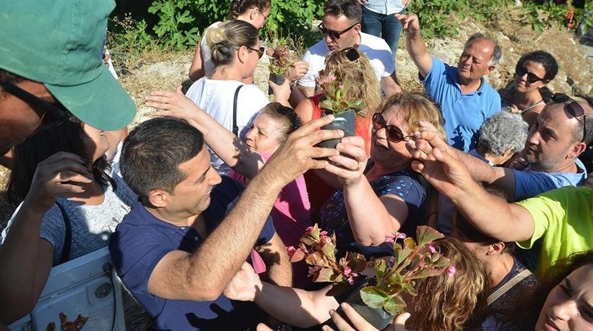 Kuşadası Caferli&rsquo;de &Ccedil;i&ccedil;ek Şenliğine b&uuml;y&uuml;k ilgi