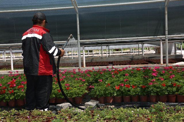 Başkan Kavuş, fidanlık ve seralarda incelemelerde bulundu