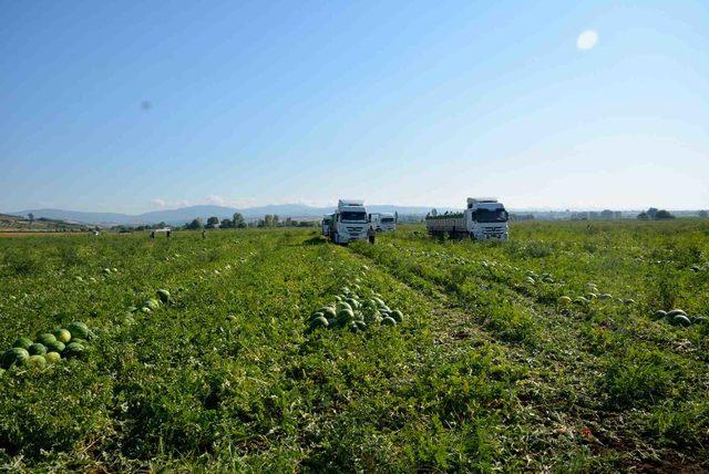 Karacabey’de karpuz hasadı başladı