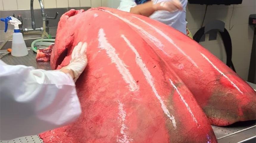 Bunun ne olduğunu duyan hayretler içerisinde kalıyor!