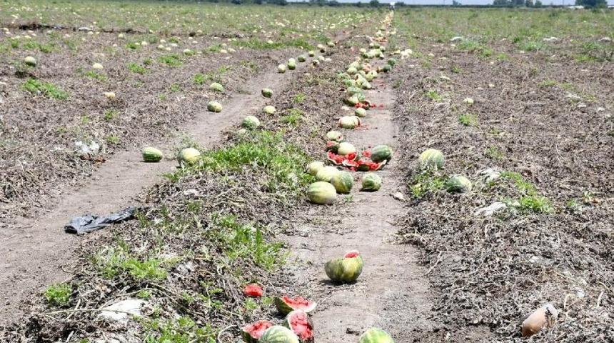 Barut: Adana'da karpuz tarlada kaldı