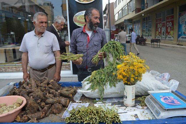 Şifa Arayanlar ‘Civanperçemine’ ilgi gösteriyor