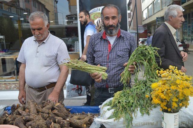 Şifa Arayanlar ‘Civanperçemine’ ilgi gösteriyor