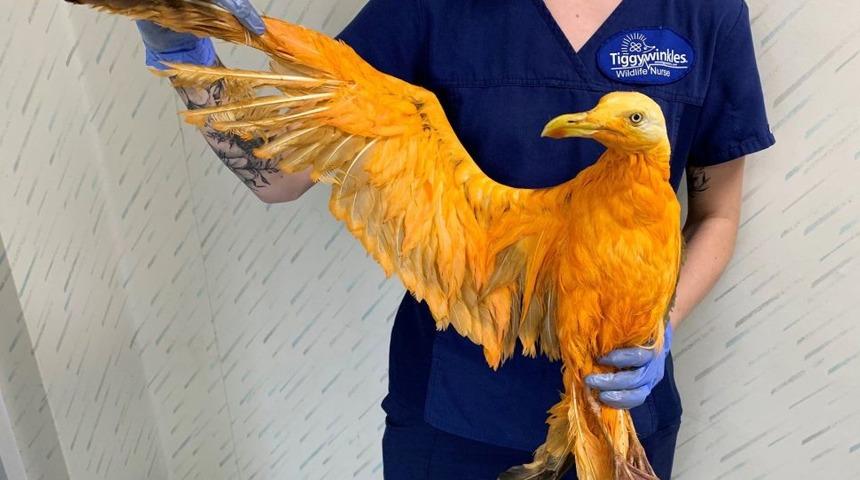 Yol kenarında bulunan turuncu kuşun kimliği belli oldu!