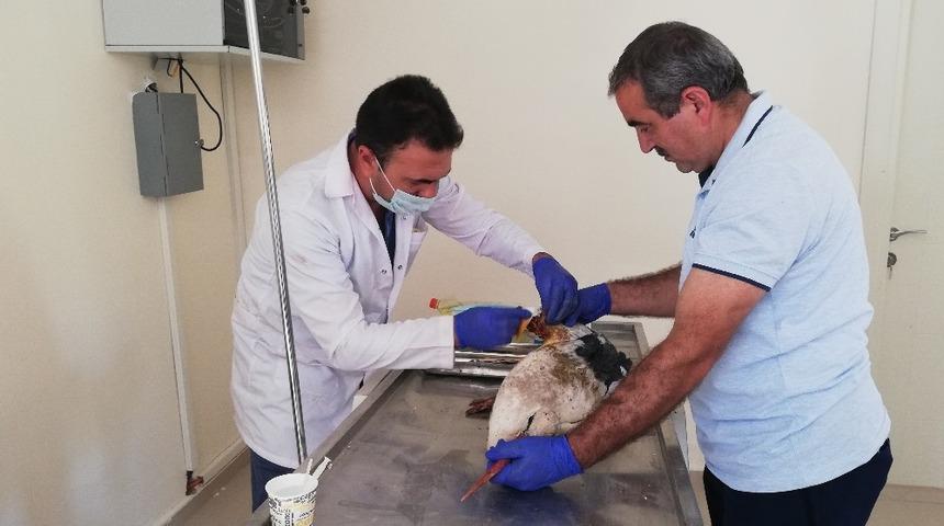 Yaralı leylek tedavi altına alındı