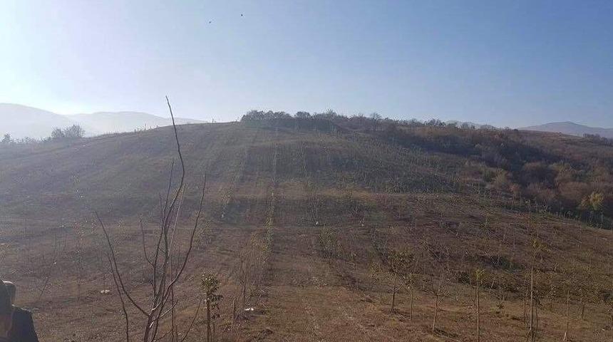 İki bu&ccedil;uk yıl &ouml;nce bakımı yapılan ceviz ağa&ccedil;larından 15 ton &uuml;r&uuml;n bekleniyor