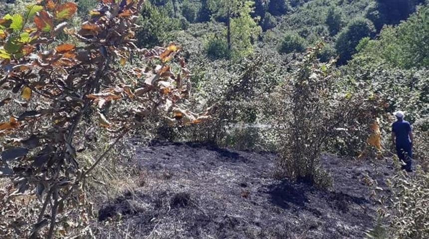 Alaplı&rsquo;da &uuml;&ccedil; d&ouml;n&uuml;ml&uuml;k fındık bah&ccedil;esi yandı