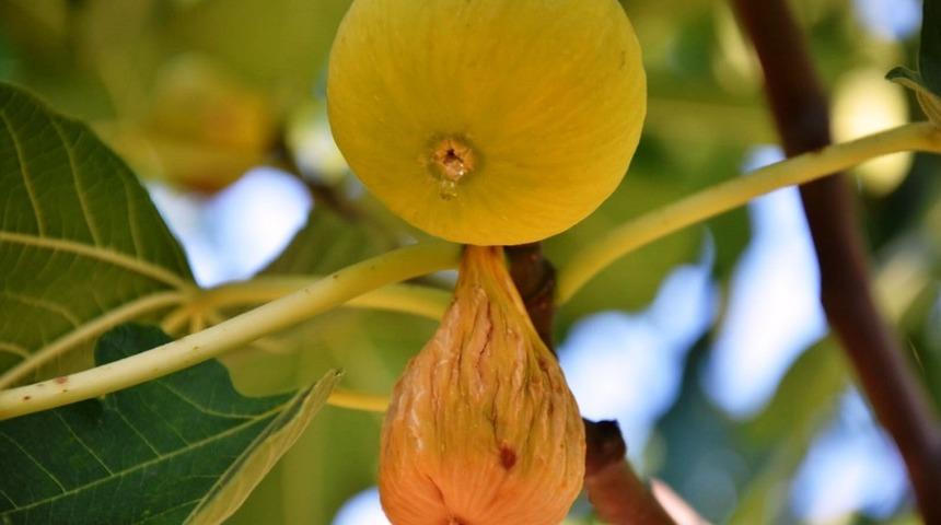 Aydın Çevre ve Şehircilik Müdürlüğü, incirde jeotermal kaynaklı kükürt iddialarını yalanladı