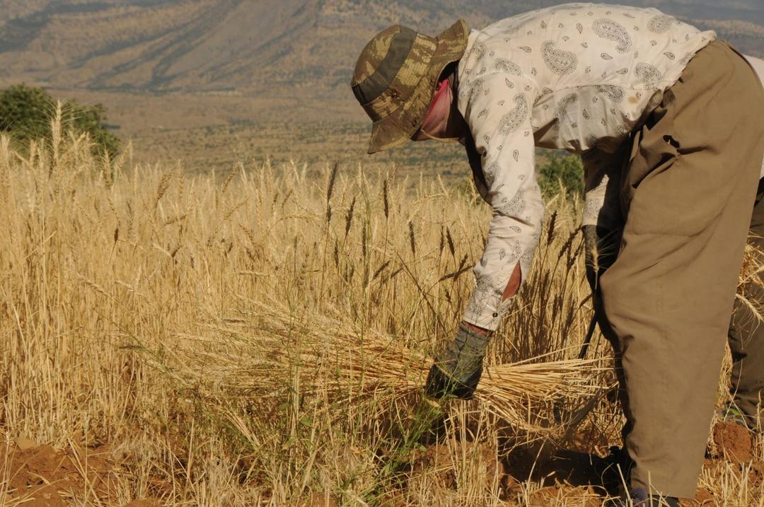 Irak sınırında, 37 derece sıcaklıkta buğday hasadı